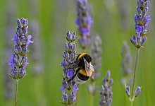 Lavendel mit einer Hummel - Patrick Pleul/dpa