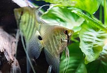 Segelflosser - Foto: Andrea Warnecke/dpa-tmn