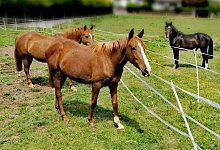 Die drei Pferde hoffen auf eine besseres Leben. - Landkreis Holzminden