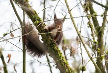 Eichh&ouml;rnchen - Silas Stein/dpa