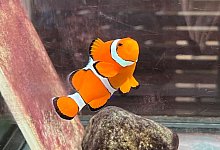 Nemo und die Folgen: Hype um Clownfische - Carola Frentzen/dpa