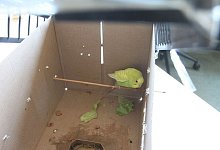 Piepmatz - Foto: Felix Eisele