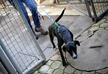 Tierheim-Hund mit schwarzem Fell - Foto: Uwe Zucchi/dpa/Symbolbild