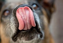 Hund lechzt - Sven Hoppe/dpa/dpa-tmn