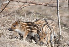 Frischlinge - Foto: Julia Kauer/Deutscher Jagdverband