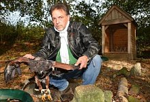 Bussard wurde Kopf abgeschnitten - CHRISTINA NAHRWOLD