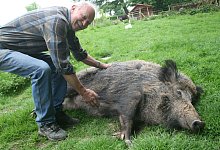 Filmstar im Gl&uuml;ck: Wildschwein &bdquo;Emma"mit Besitzer Hartmut Pieper aus Schwelentrup. - Archivfoto: Sylvia Frevert