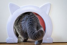 Eine Katze schl&uuml;pft durch eine &Ouml;ffnung - Kristin Schmidt/dpa-Zentralbild/dpa