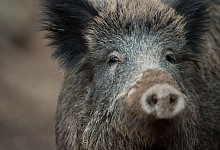 20 Wildschweine wurden bei der Jagd am Dienstag erlegt. - dpa