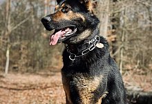 Polizei: Mann soll Polizeihund gebissen haben - -/Polizei /dpa