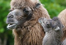 Kamel-Nachwuchs - Foto: Marcus Brandt/dpa