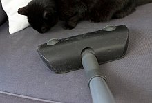 Kampf gegen Tierhaare - Foto: Kai Remmers/dpa-tmn