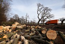 F&auml;llungen - Symbolfoto: Bernhard Preu&szlig;