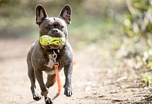 Französische Bulldogge - Symbolfoto: Christin Klose/dpa-tmn