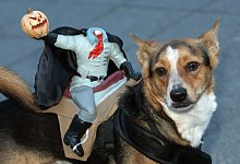 Hund mit Kost&uuml;m - Stephanie Pilick/dpa/dpa-tmn