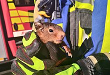 Feuerwehr befreit Eichh&ouml;rnchen - Marc Vinschen/ Freiwillige Feuerwehr H&uuml;nxe/dpa