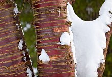 Mahagoni-Kirsche - Marion Nickig/dpa-tmn