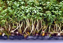 Kresse - Foto: Andrea Warnecke