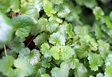 Gundermann - Foto: Mascha Brichta