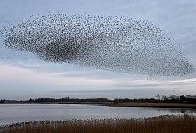 Stare versammeln sich - Carsten Rehder/dpa
