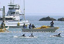 Walfang in Japan - Foto: kyodo