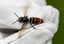 Asiatische Hornisse - Axel Heimken/dpa