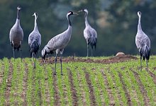 Kraniche - Jens Büttner/dpa
