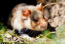 Feldhamster - Foto: Uwe Anspach/dpa