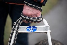 Blindenf&uuml;hrhund - Foto: picture alliance / dpa