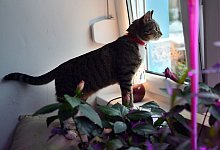 Bei Katzen z&auml;hlt die K&ouml;rpersprache - Foto: Britta Pedersen/dpa-Zentralbild/dpa