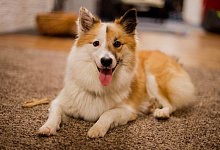 Hund in der Wohnung - Foto: Julian Stratenschulte/dpa/Symbolbild