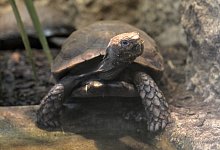 Braune Landschildkr&ouml;te - Foto: Andrea Warnecke/dpa-tmn