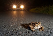 Kr&ouml;tenwanderung - Jonathan Fieber (Nabu)