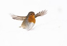 Rotkehlchen - Foto: Julian Stratenschulte/dpa