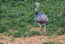 Nandu-Z&auml;hlung in Deutschland - Jens B tner/dpa-Zentralbild/dpa