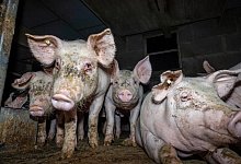 Dem Deutschen Tierschutzb&uuml;ro e.V. liegt aus sieben Westfleisch-Zulieferbetrieben erschreckendes Bildmaterial vor. - Deutsches Tierschutzb&uuml;ro e.V./Deutsches Tierschutzb&uuml;ro e.V./obs