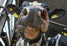 Milchkuh - Patrick Pleul/dpa