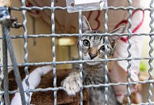 Katze - Philipp von Ditfurth/dpa