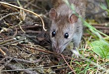 02-ratte-pixabay - 1 - Pixabay