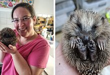 Igelhilfe - Kirsten Fuhrmann