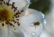 potato-rose-4210163_1920 - 1 - Pixabay