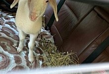 Lamm - Unbekannt/POLIZEI SALZBURG/APA/dpa