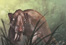 S&auml;belzahn-Beuteltier mit Rehblick - Jorge Blanco/American Museum of Natural History/dpa