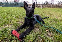 Welpe &laquo;Goethe&raquo; - Christoph Reichwein/dpa