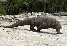 Komodowaran - Foto: Made Nagi/EPA/dpa/Archiv