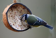 Wildtiere Vogelfutterbomben - Roland Weihrauch/dpa/dpa-tmn