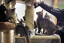 Katzen - Vera Gerstendorf-Welle