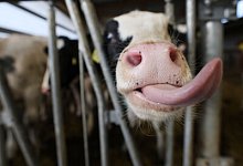 Kuh - Oliver Berg/dpa