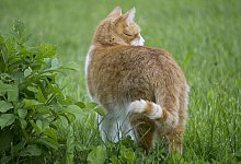 Katze - Symbolbild: Pixabay