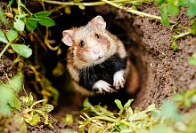 Feldhamster - Foto: Uwe Anspach/dpa